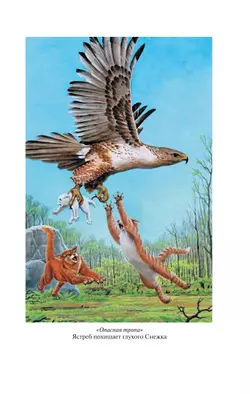 Коты-воители. Золотая коллекция. Опасная тропа. Битва за лес. (новое оформление). Хантер. 14