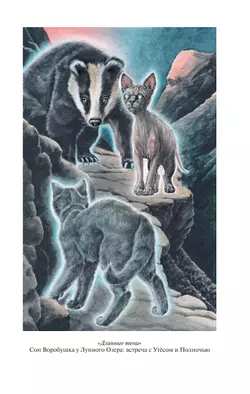 Коты-воители. Золотая коллекция. Длинные тени. Восход солнца. Хантер 3
