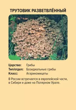 Мемо. Красная книга России. Настольная игра 7