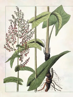 Русский травник 50