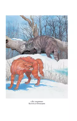 Коты-воители. Золотая коллекция. Лес секретов. Бушующая стихия. (новое оформление). 53