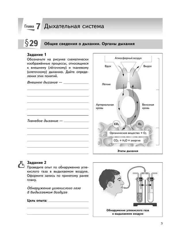 Биология. Живая природа. 8 класс. Рабочая тетрадь. В 2 ч. Часть 2 19