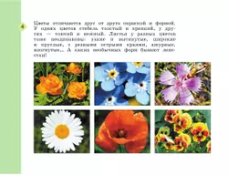 Изобразительное искусство. Рабочая тетрадь. 2 класс 21