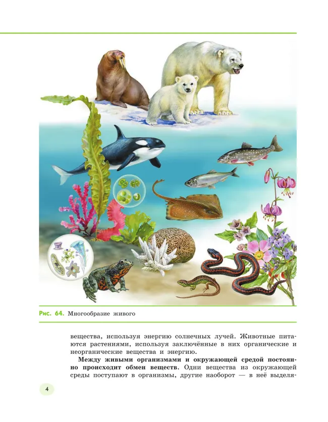 Естествознание. 5 класс Ч.2 Учебник Сивоглазов В.И., Акуленко В.Л., Габрусева Н.И. 13