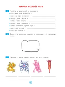 Окружающий мир. Рабочая тетрадь. 4 класс 36