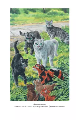 Коты-воители. Золотая коллекция. Длинные тени. Восход солнца. Хантер 7