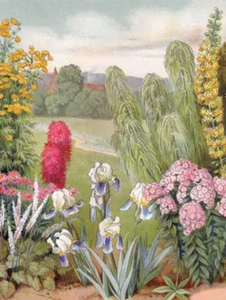 Любимые цветы. Иллюстрированная история. 27