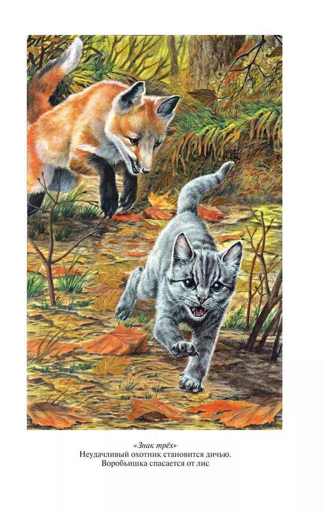 Коты-воители. Золотая коллекция. Знак трех. Темная река. Хантер. 27