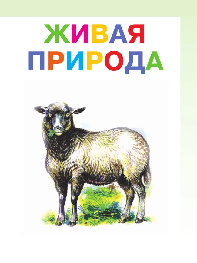 Мир природы и человека. 2 класс. Учебник. В 2 частях. Часть 2 (для обучающихся с интеллектуальными нарушениями) 39