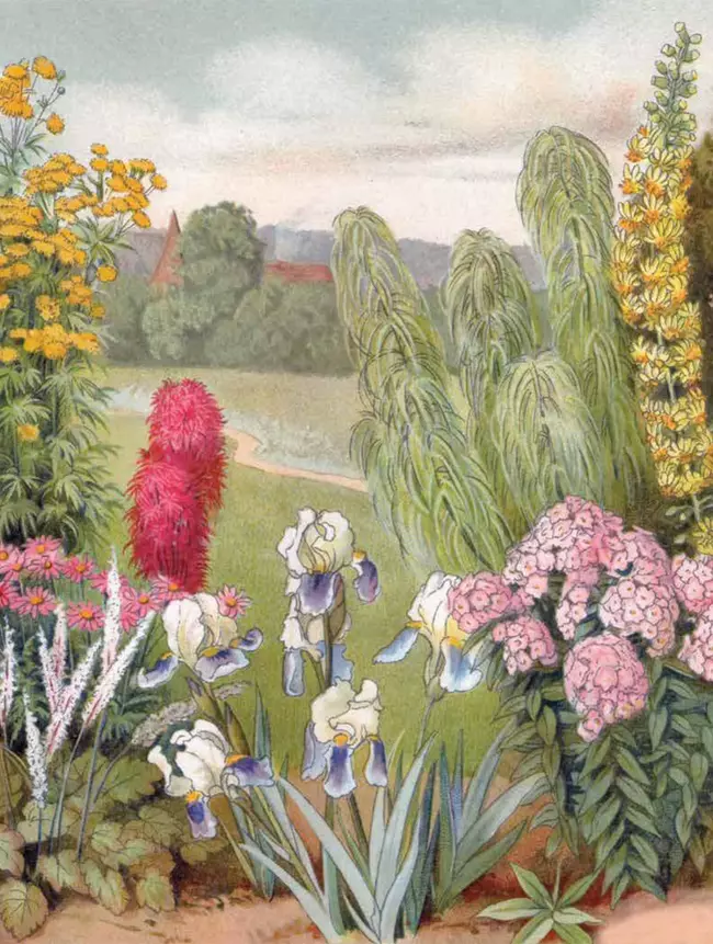 Любимые цветы. Иллюстрированная история. 17