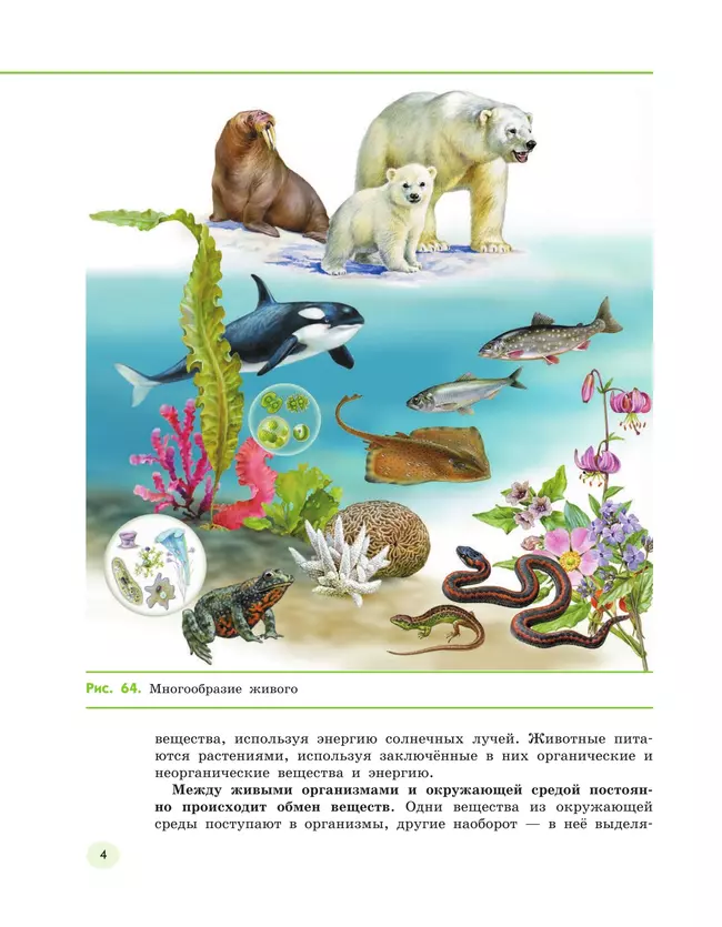 Естествознание 5 класс. Учебник. 2 часть 41