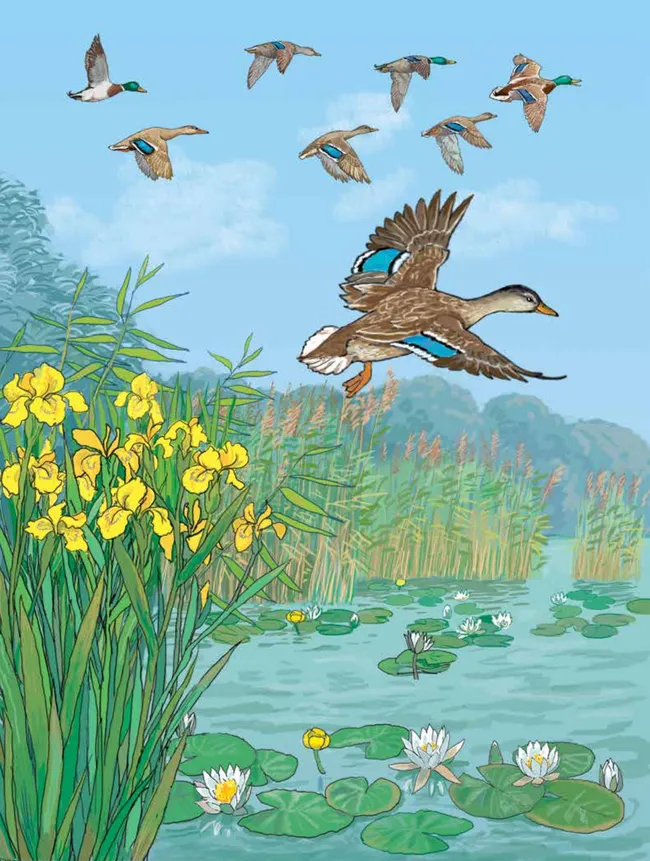 Утка Руся летит на юг 15